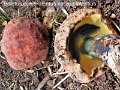 Boletus pulverulentus var.sublateritius-amf2230
